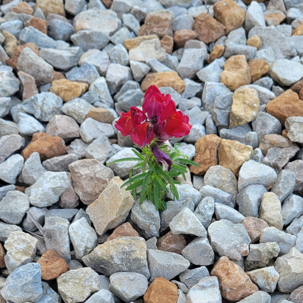 image of a flower with four red blooms growing in gravel