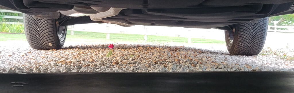 image of a flower growing in gravel under a car