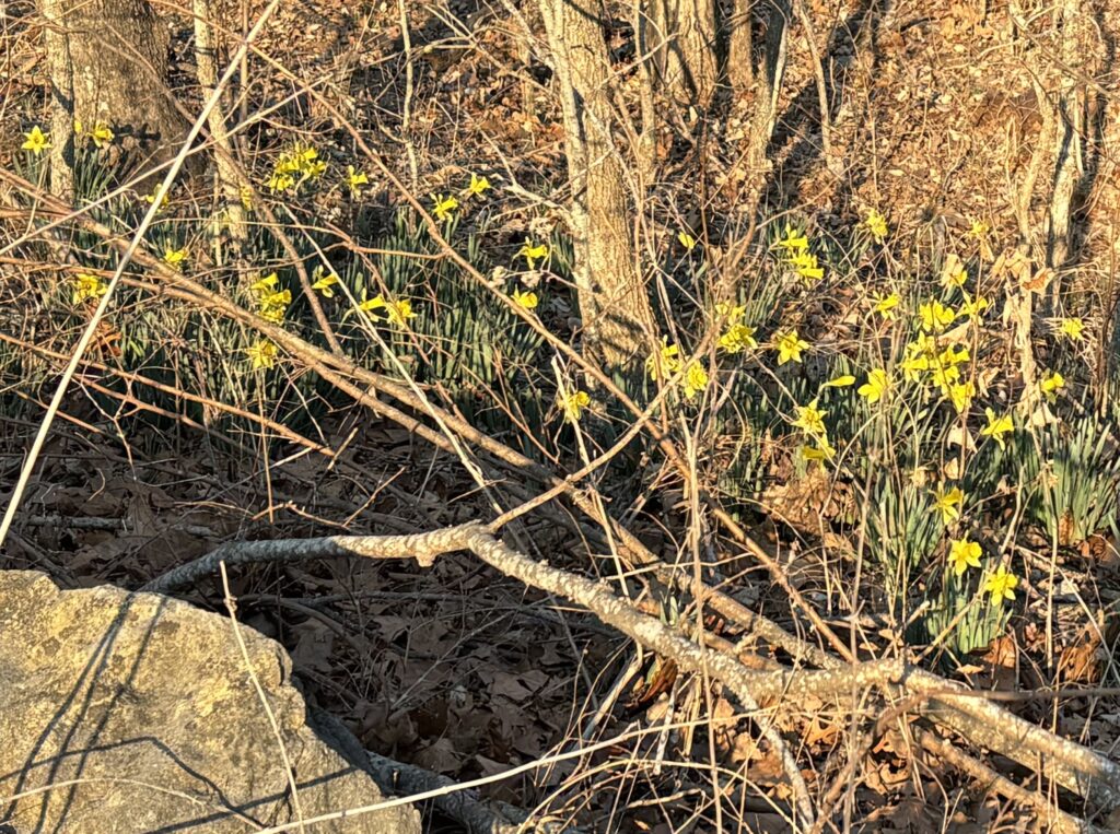 images of flowers blooming among bare trees and fallen limbs